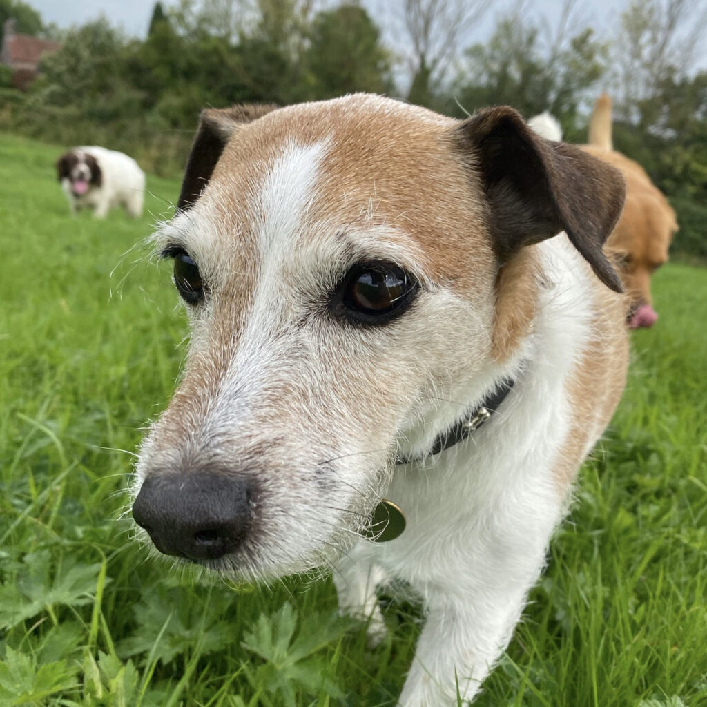 Woody the Jack Russel