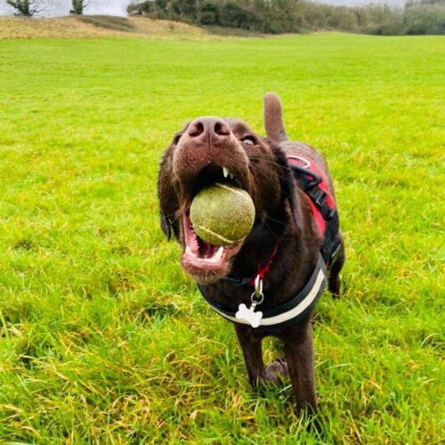 Photograph of Ruby a chocolate lab, chewing a ball.