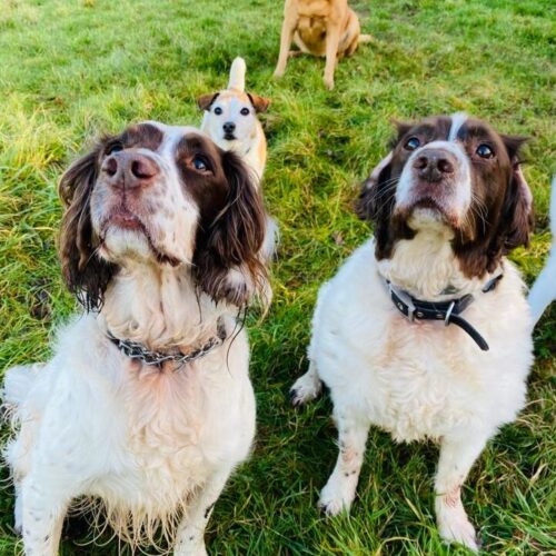 Photograph of 2 muddy springer spaniels.