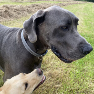 Big Boy Bruno the Great Dane