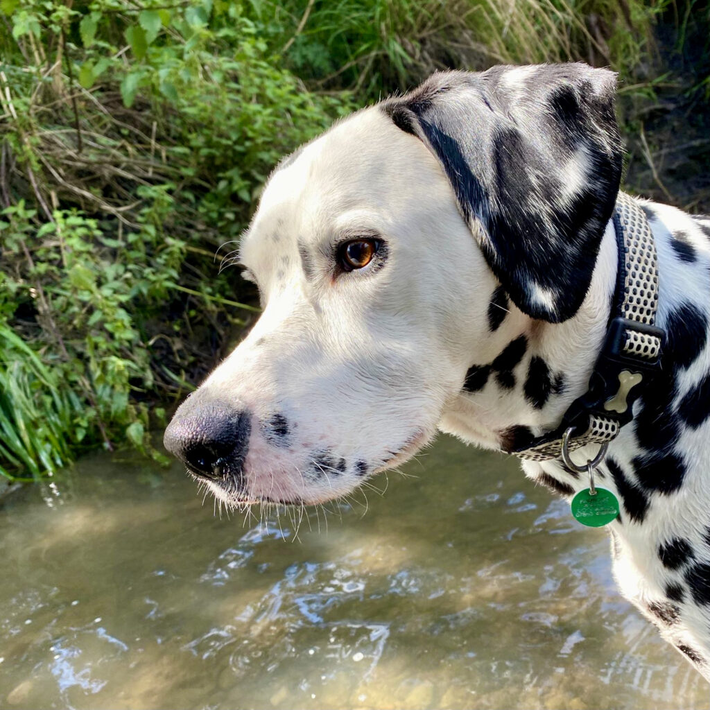 Billy the Dalmatian