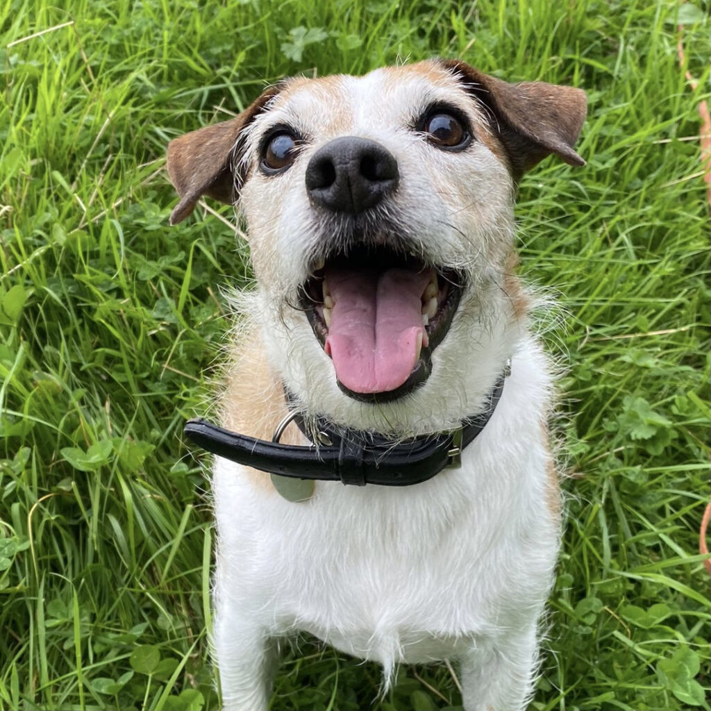 Photograph of Woody, the Jack Russell