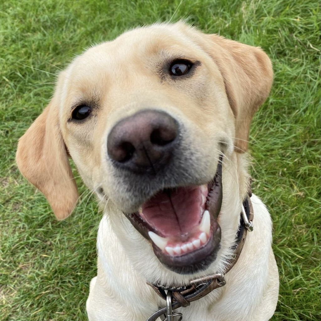 Sunnie the labrador