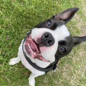 Bruce the Boston Terrier