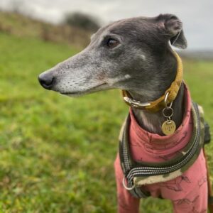 Photo of Libby the Greyhound