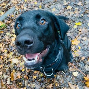 Photo of Milo a black labrador
