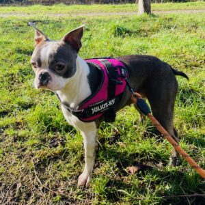 Photo of Bella a Boston Terrier