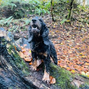 Photo of Betty, a black and tan show cocker spaniel, performing on a fallen tree.