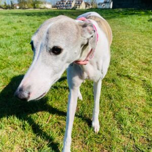 Photo of Nutmeg a lurcher style dog.