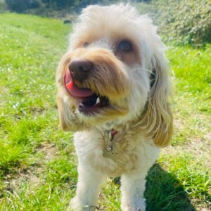 Summer a cockerpoo