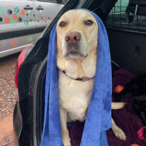Sunnie being towel dried after walkies.