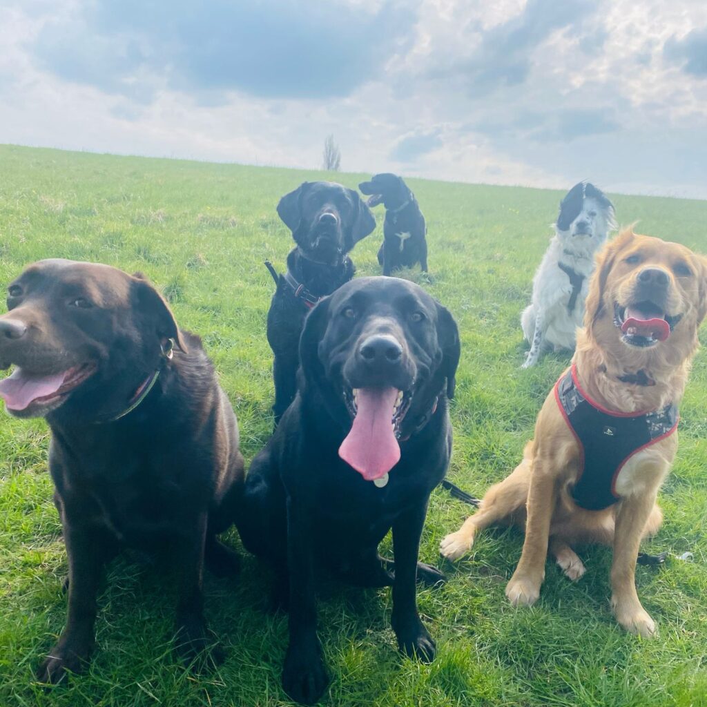 A group of 7 lovely dogs - mainly labs, a golden retriever and a collie. On a green hillside.